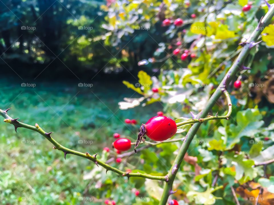 Wild berry