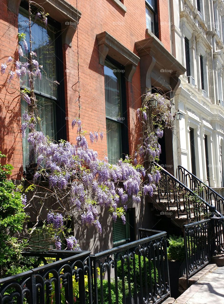 Flowers Growing on my Block