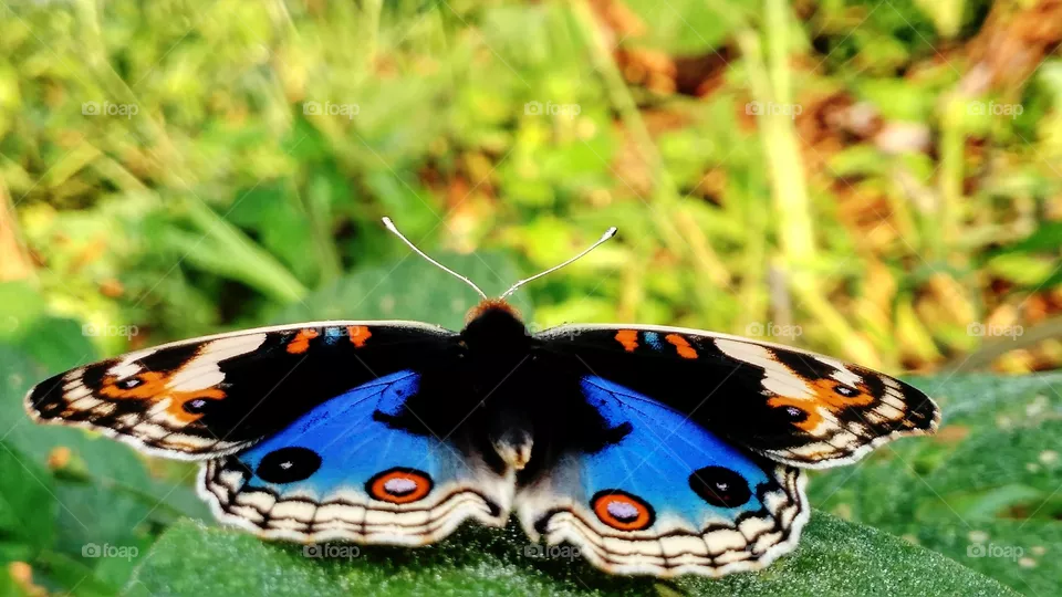 butterfly