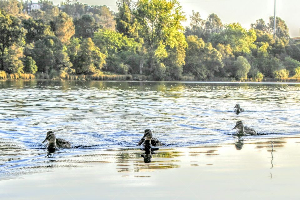 swimming ducks