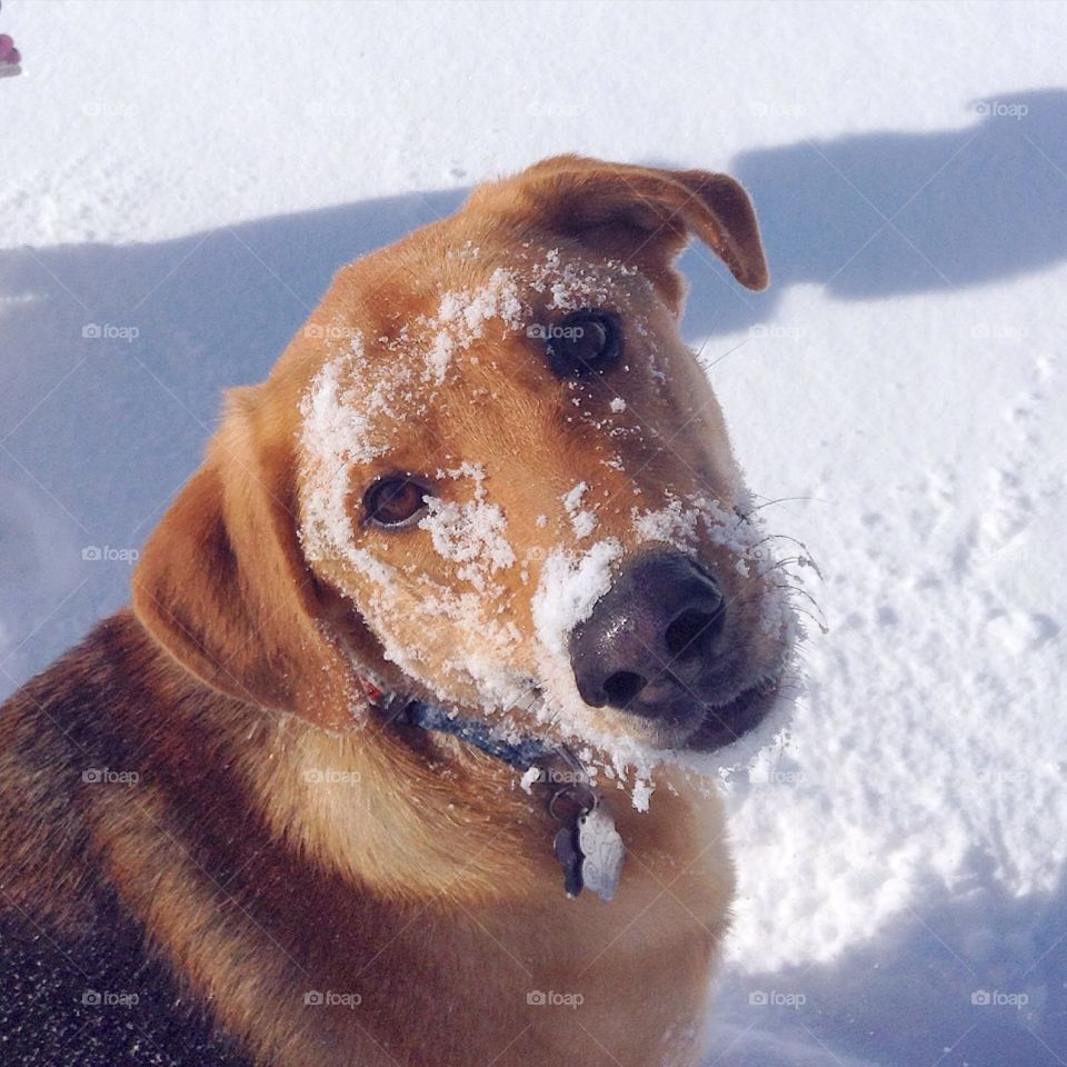 Snowy faced Tico, the beagle/german shepherd mix.