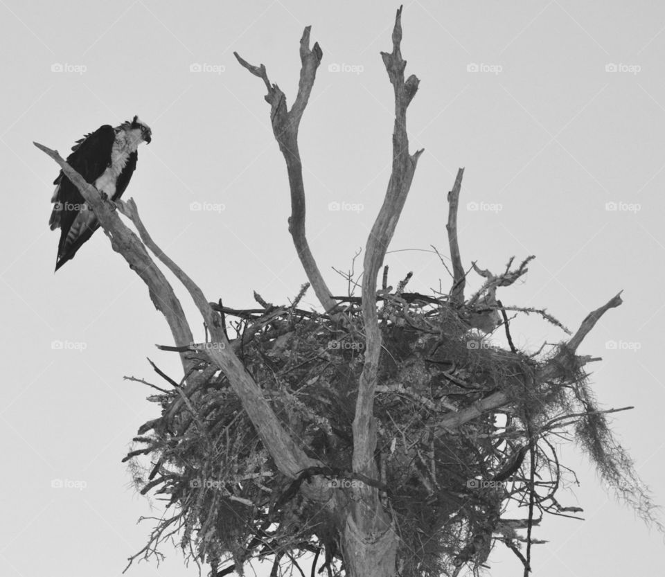 Osprey watching over nest of young ones