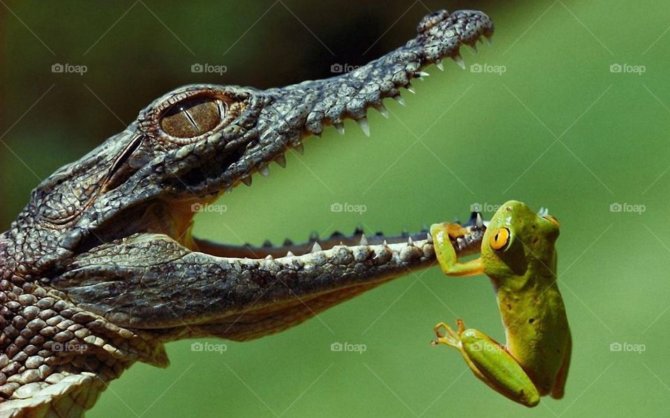 Crocodile with a frog 