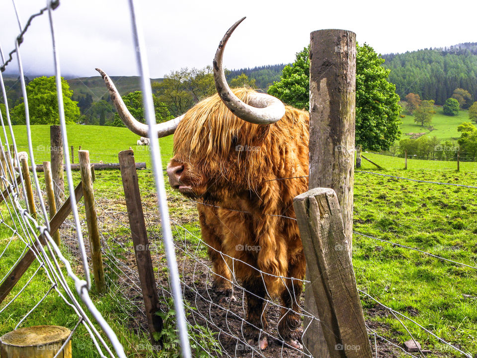 The highland cow