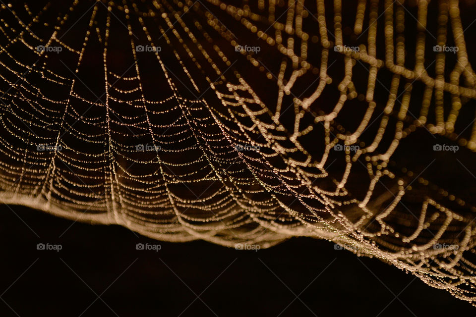 Spider web with dew droplets in big close up. Cobweb macro photographed at morning