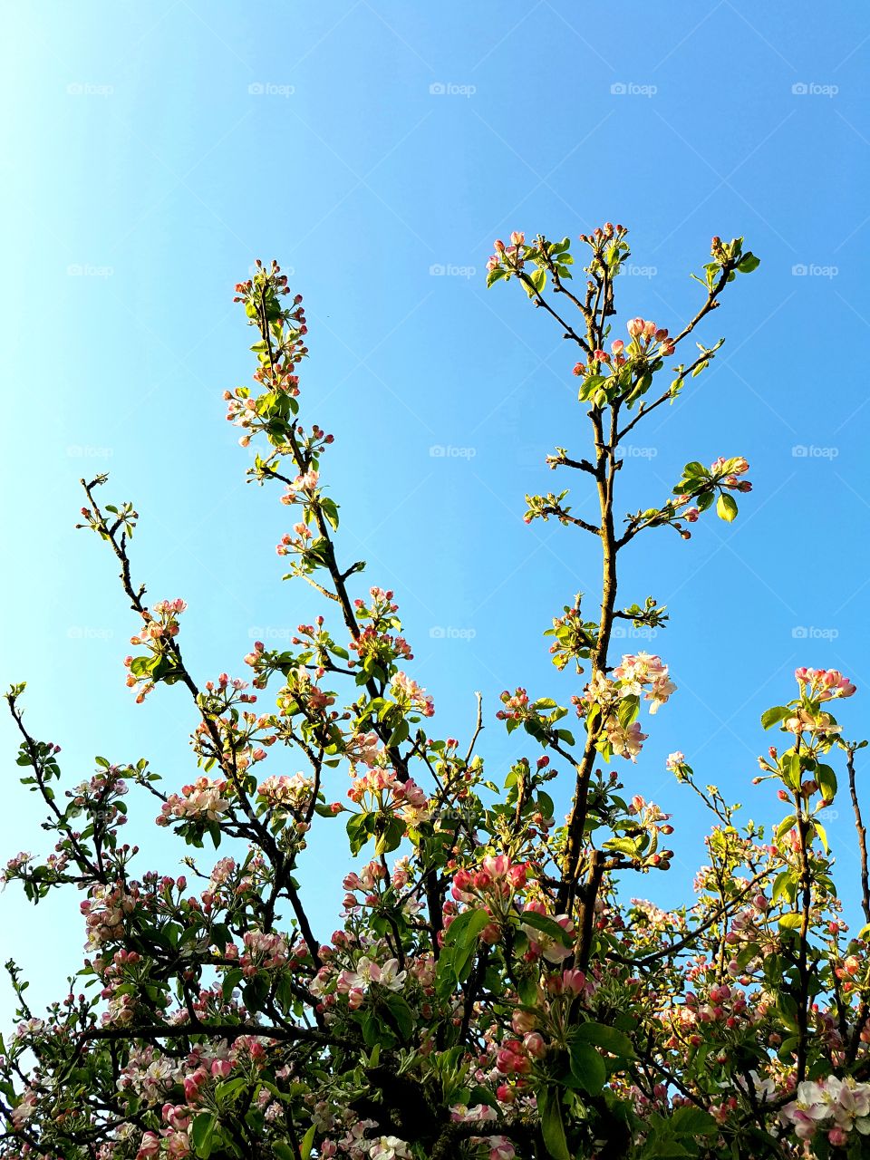 apple tree blossom