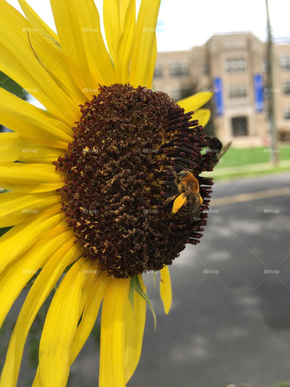 Two bees on sunflower