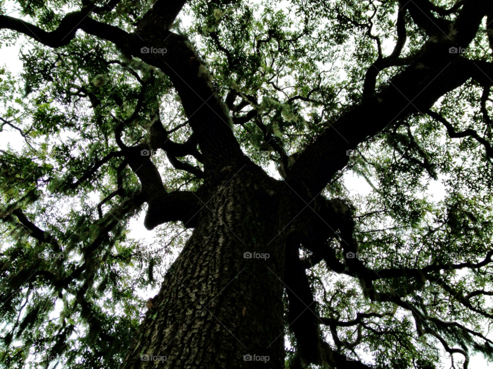 tree oak oak tree savannah by bcpix