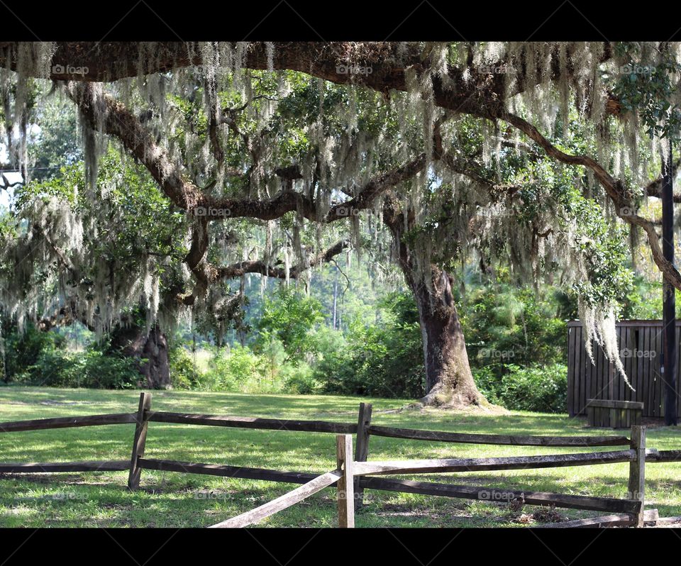 Under the Old Magnolia Tree