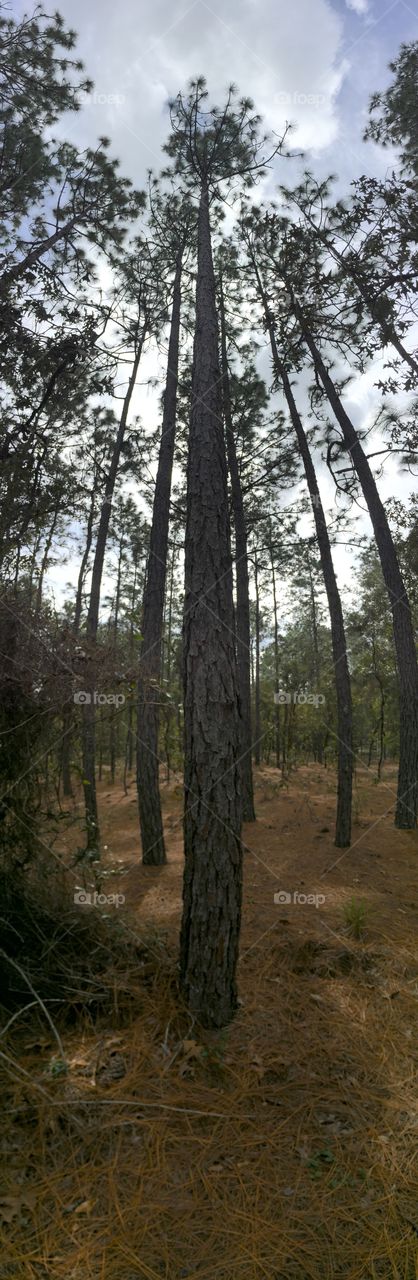 A Pine Tree Grows Tall