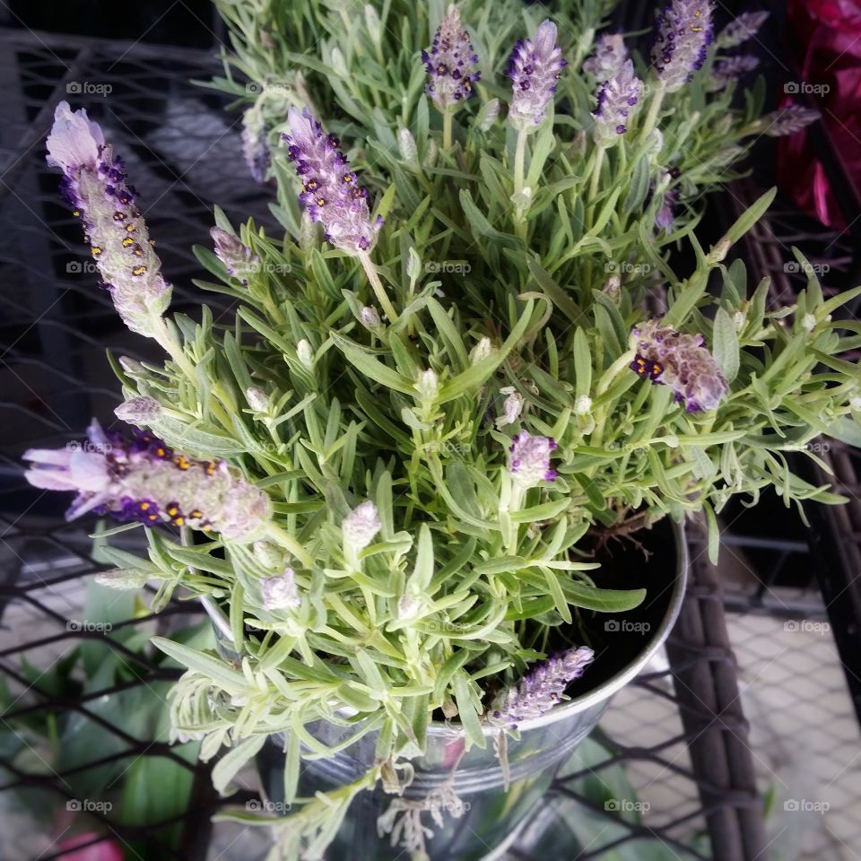 Plant in an Aluminum Bucket