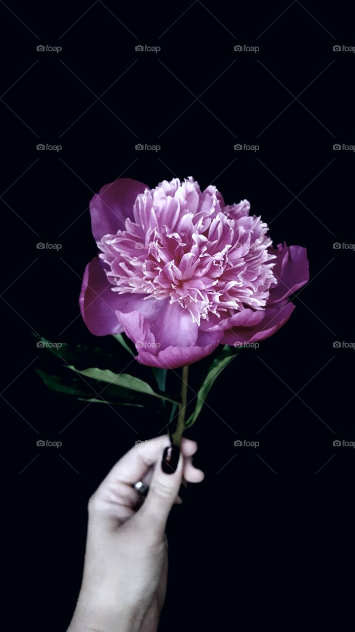 Last Peony of the Summer