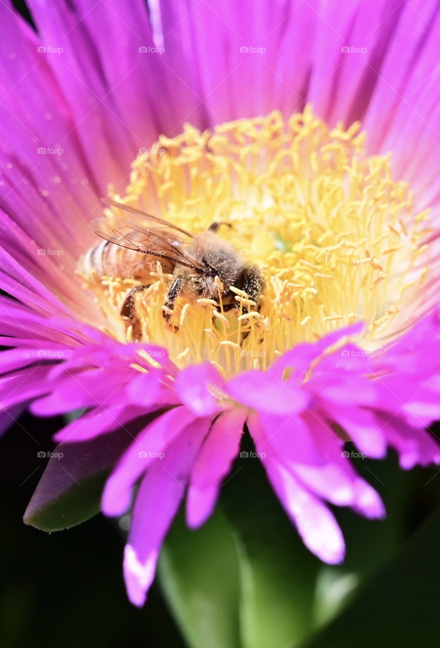The busy bee of the colorful season to provide us honey 🐝 