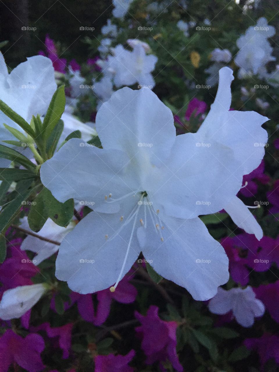 White flowers