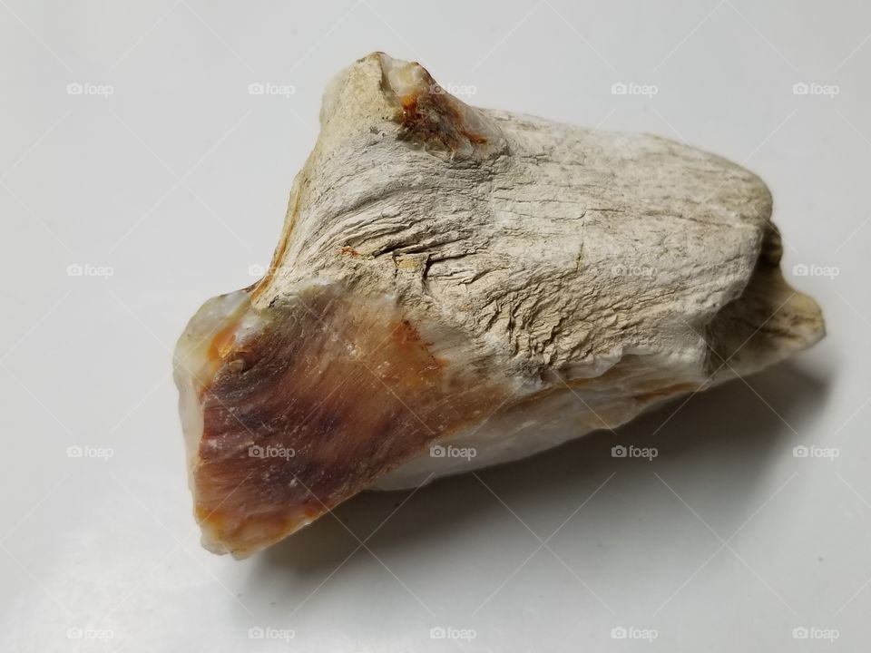Wood Fossil with Opal