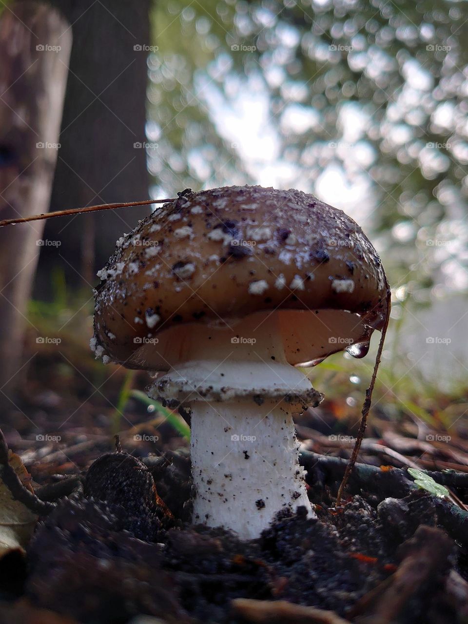 Morning dew drops on mushroom