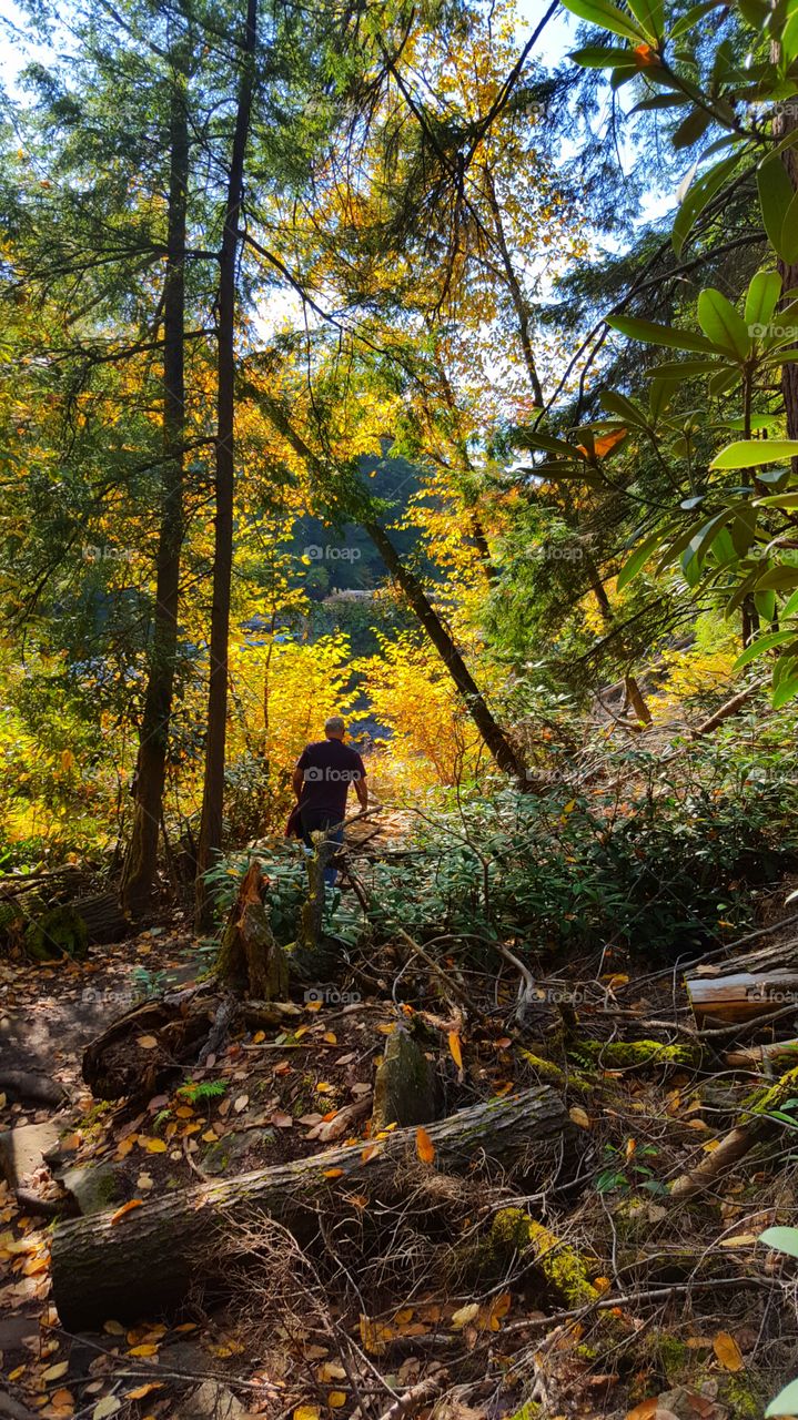 Man exploring in forest