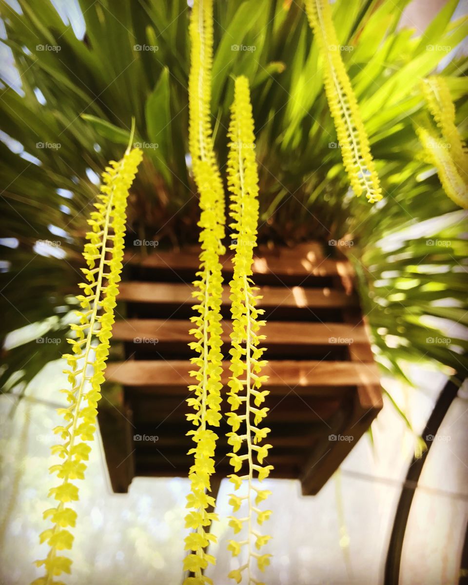 Tiny flowers, big contrast