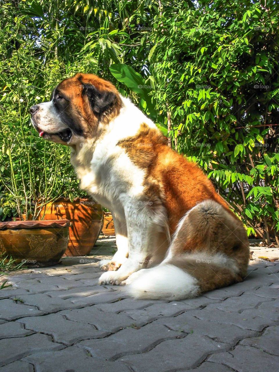 Saint Bernard