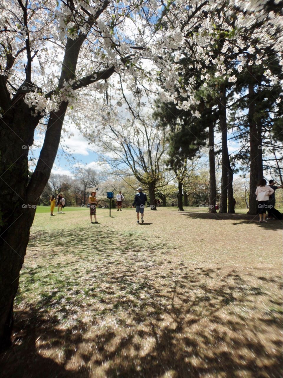 Cherry blossoms