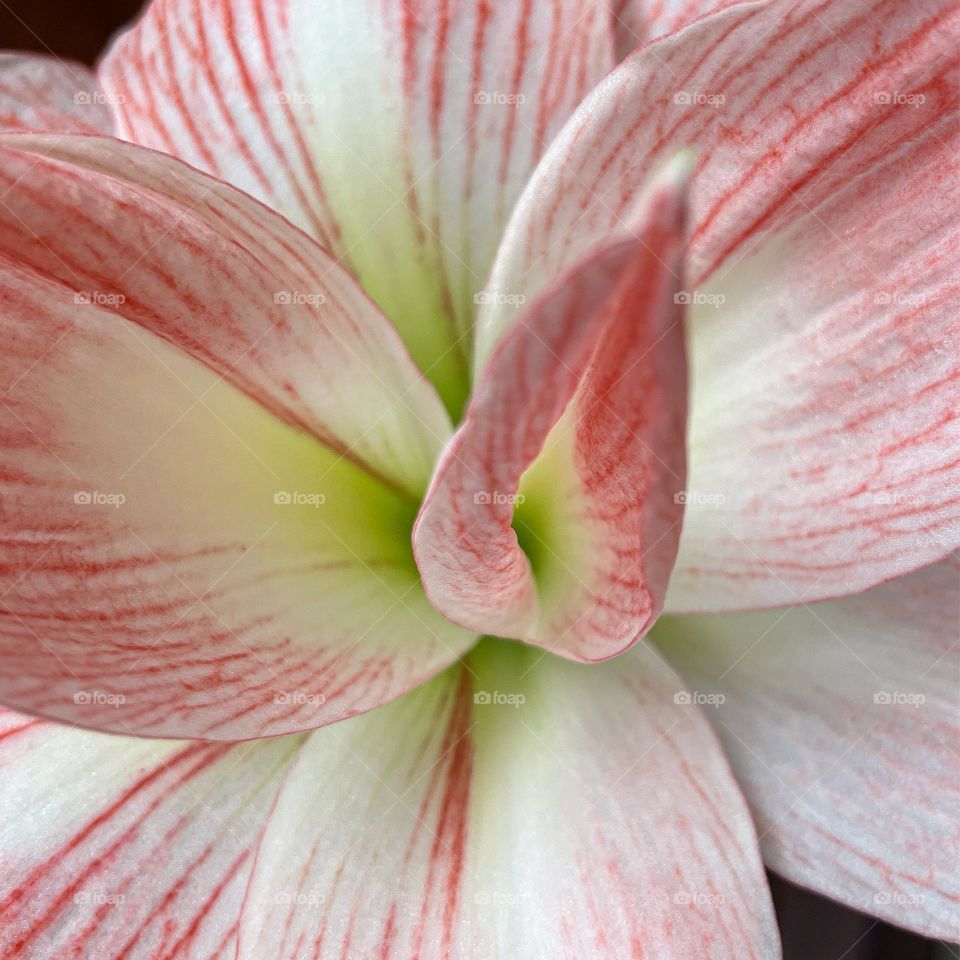 Amaryllis ⭐️
