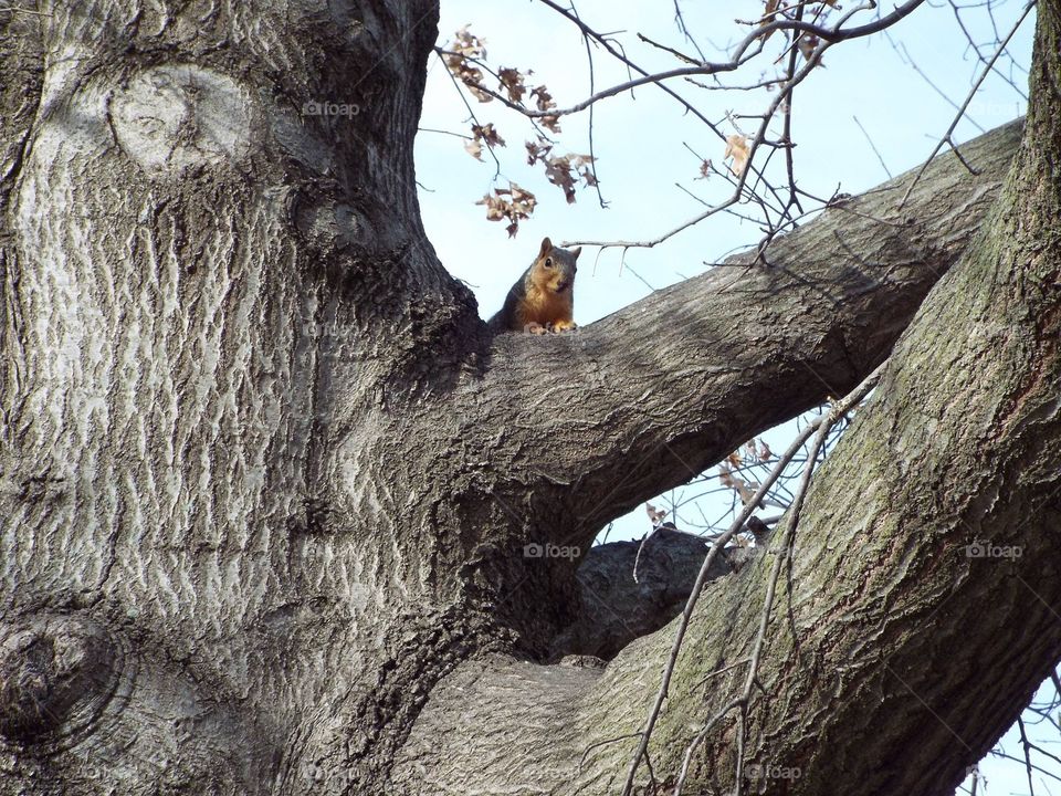 Squirrel in a tree playing peekaboo 