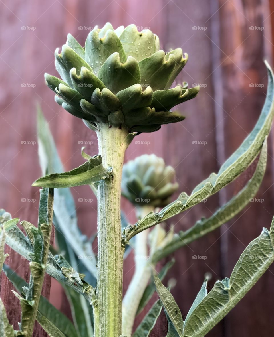 Foap Mission Crazy Plant People! Growing Your Own Artichokes.