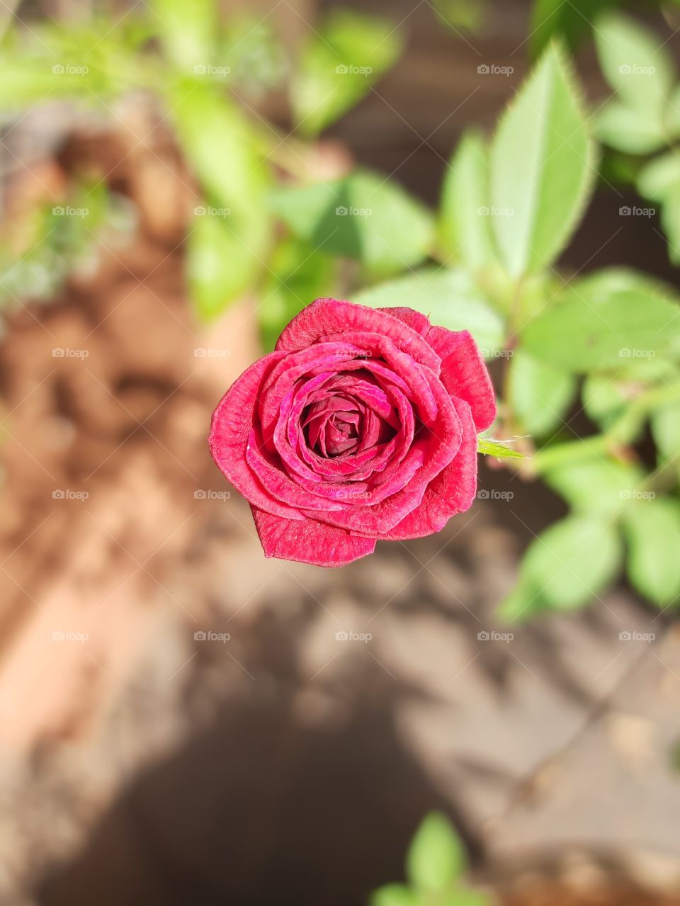 Beautiful, Lovely Rose, Beautiful pictures of rose