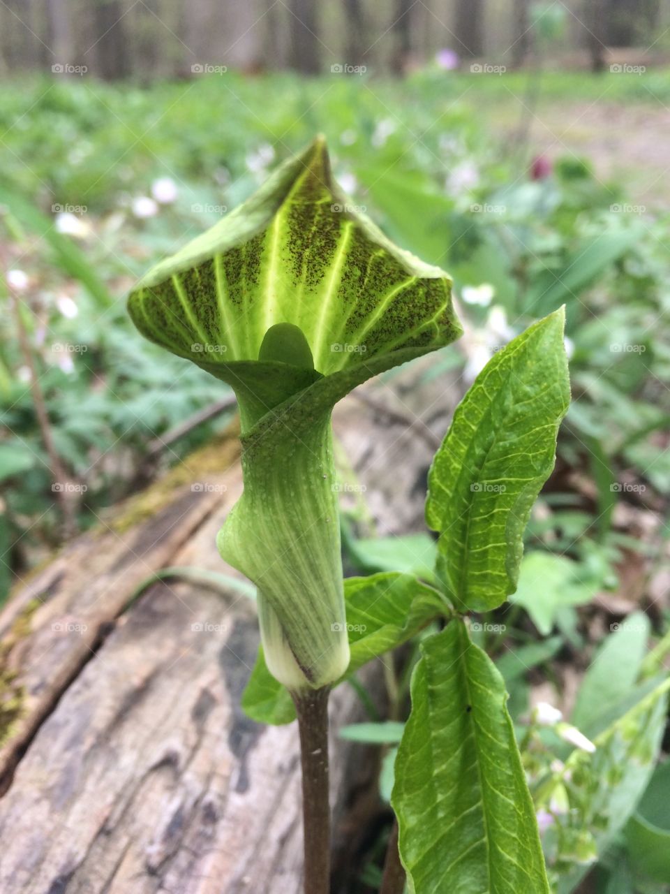 Cobra (Jack-in-the-Pulpit)