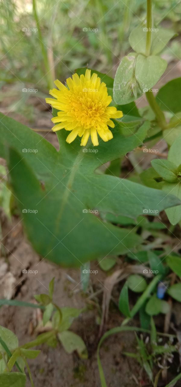 Flower on the leaf