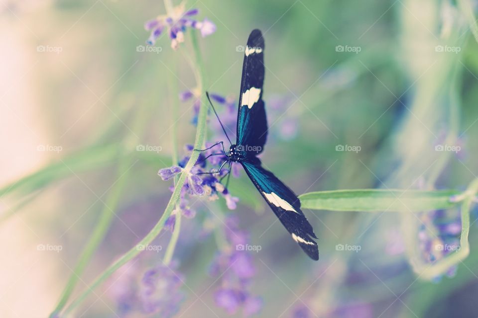Blue and black butterfly in a spring garden