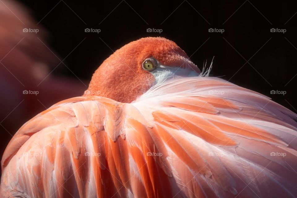 Shy flamingo close-up at the San Diego zoo.