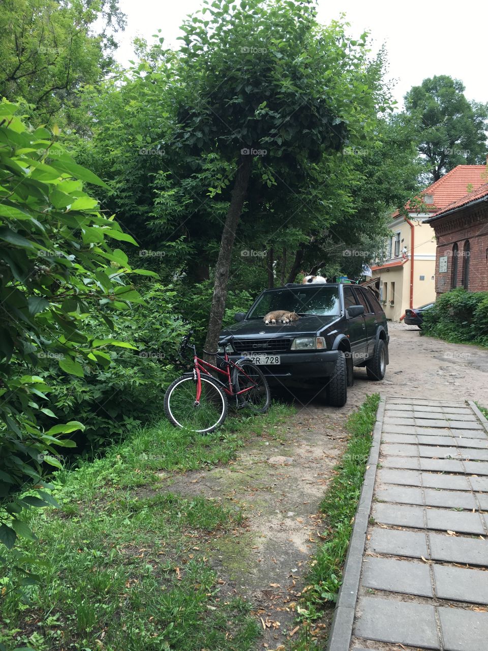 Wood, Tree, Road, No Person, Environment