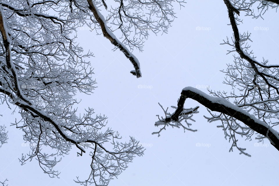 Low angle view of trees