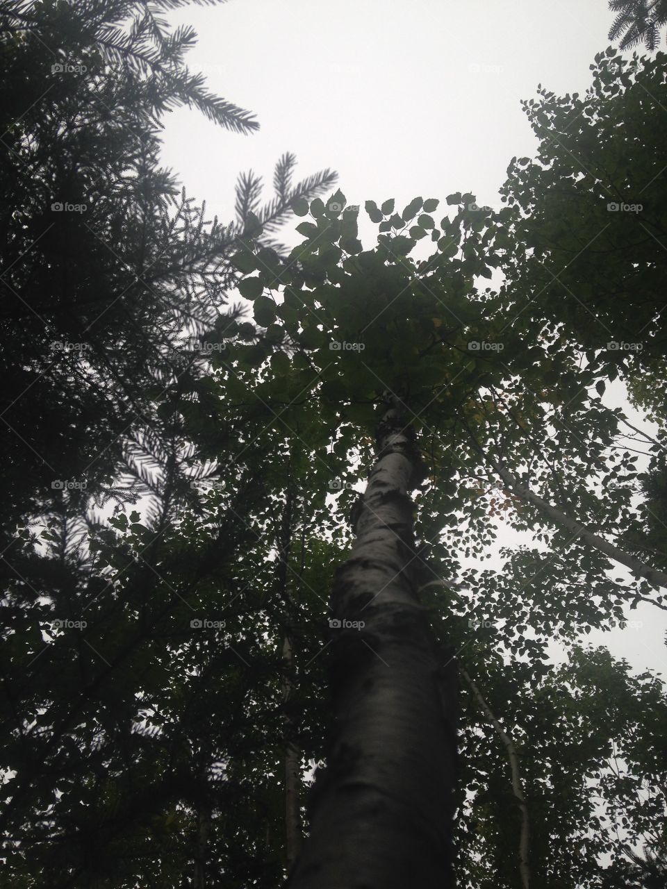 Birch tree from below