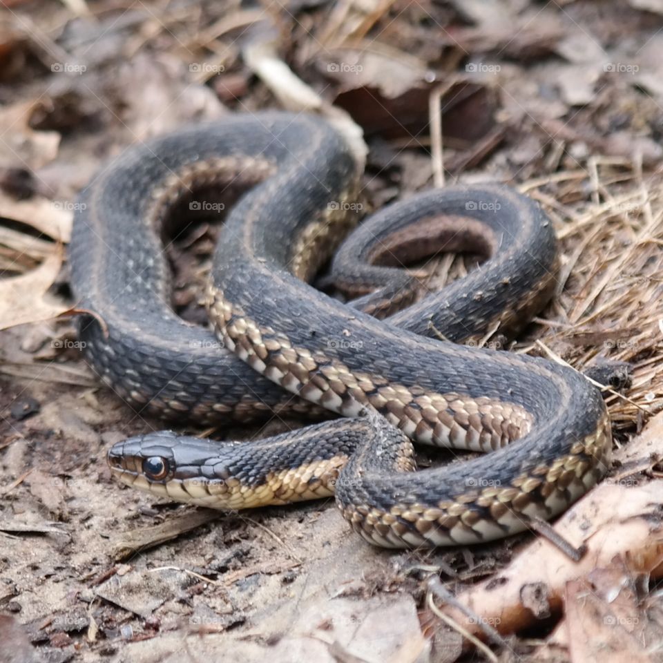 Snake. Almost stepped on it in my yard