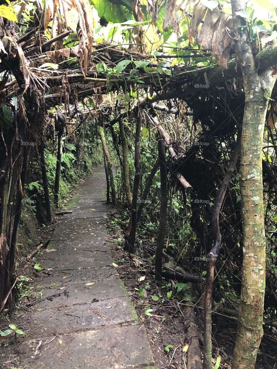 Costa Rica trail