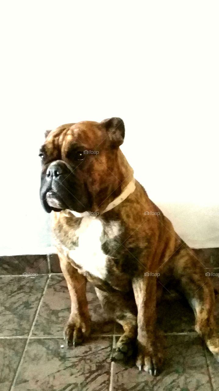 cão. dog.budog inglês