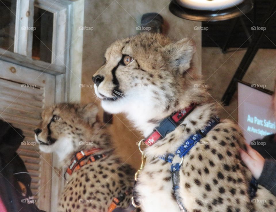 Young male cheetahs Parc Safari Hemmingford Québec 