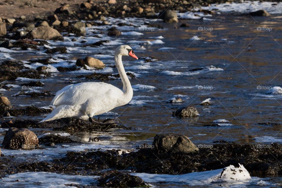 Beautiful white swan walking on the ice on the frozen ocean on a cold sunny winter day 