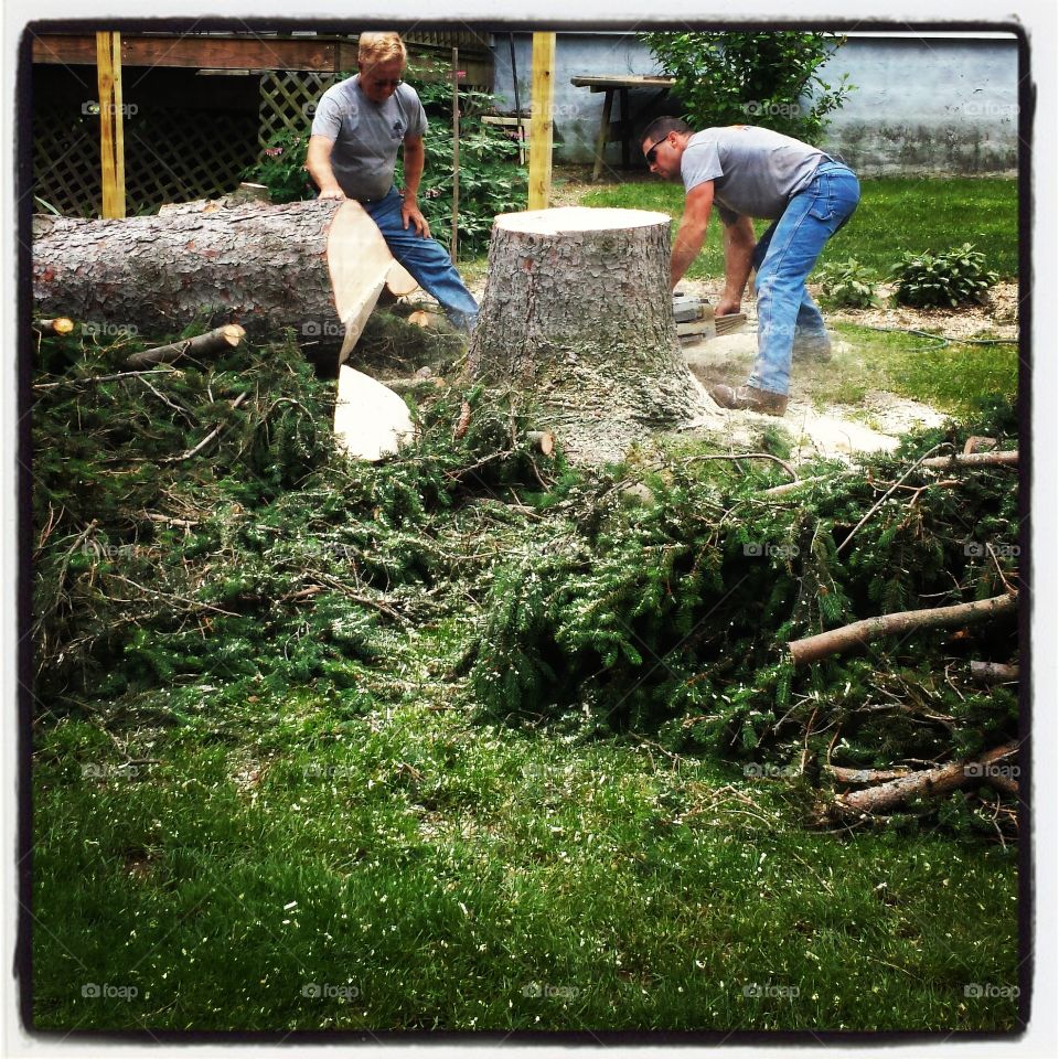 goodbye tree. pine tree being removed