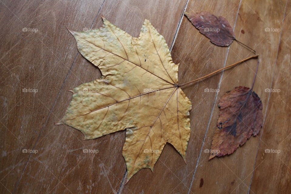 Autumn leaves