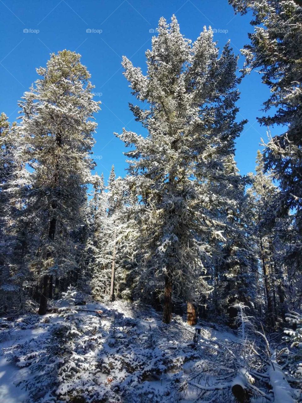 Frosty Trees