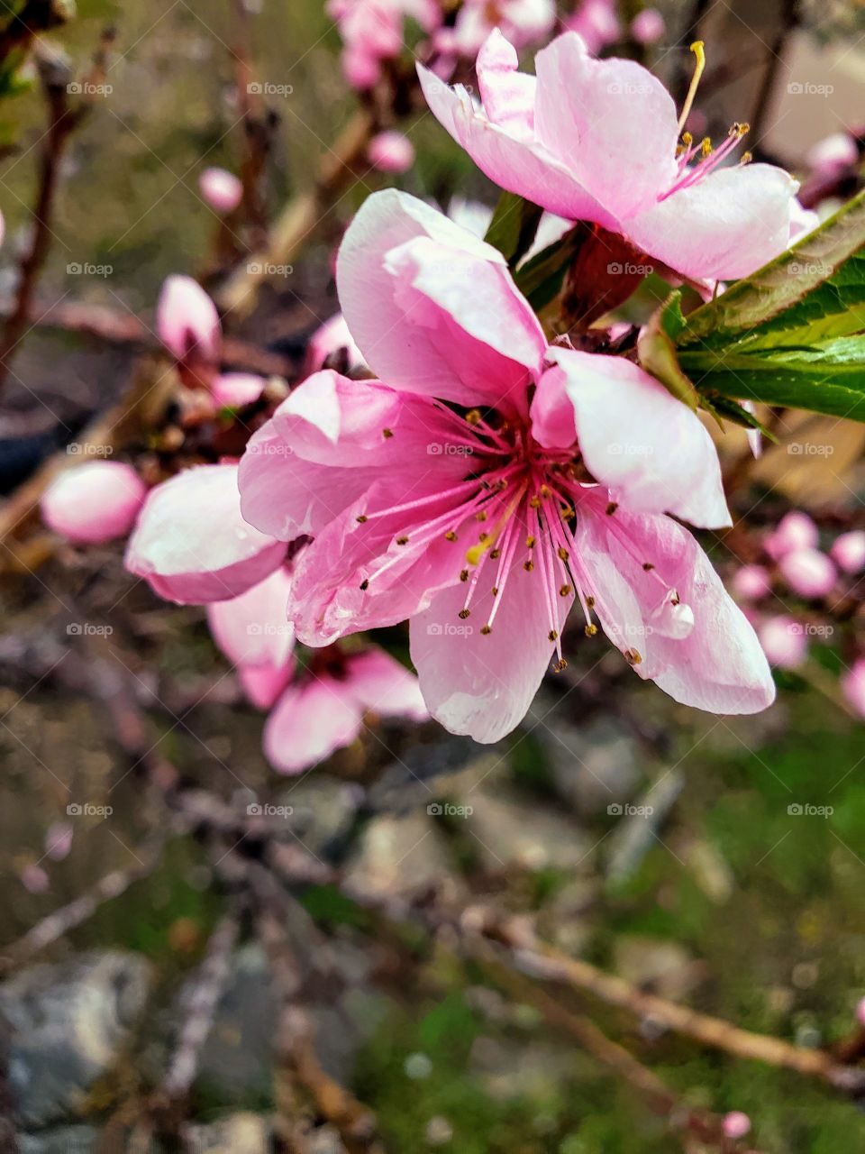 one blossom