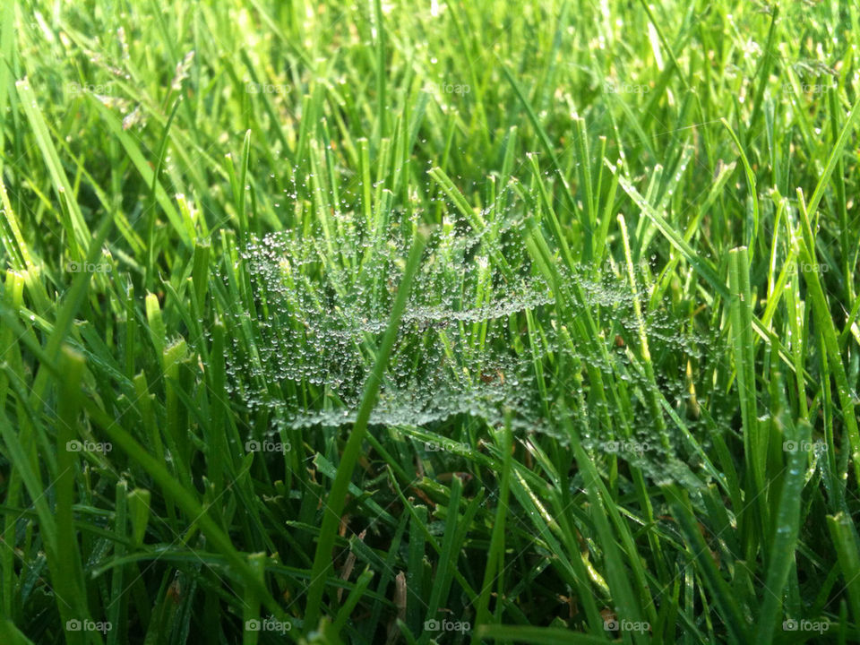 water spider drops net by mrtn