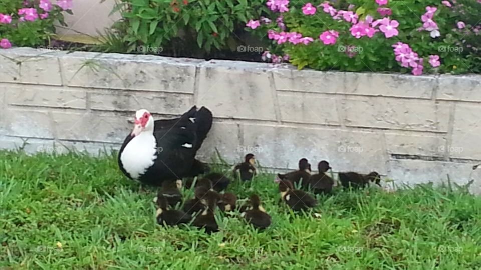 ducks. where the family sticks together