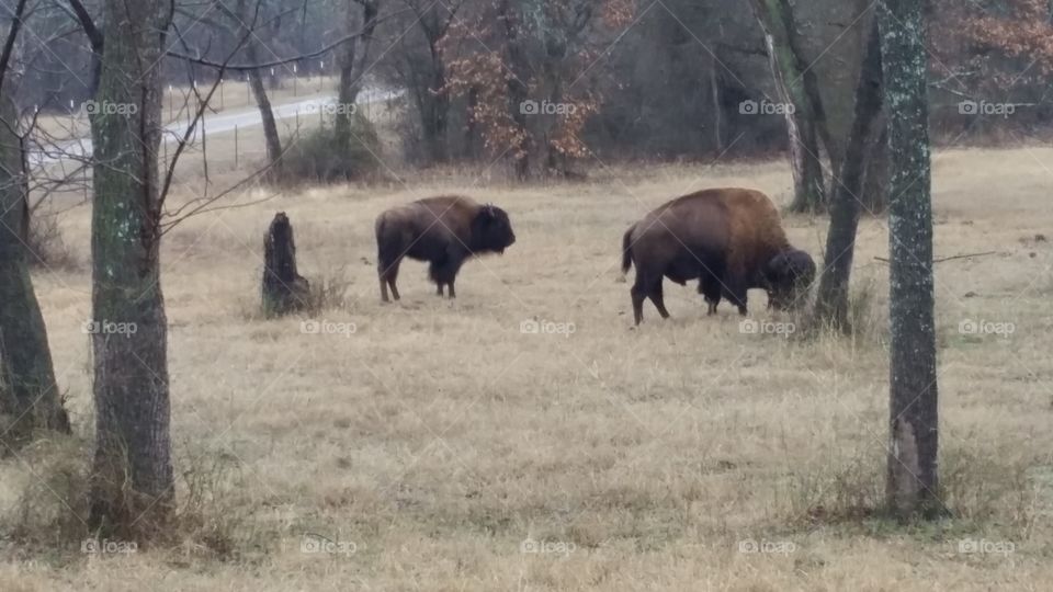 Majestic Buffalo grazing in Oklahoma! . One of my daily scenes I come across  at work!