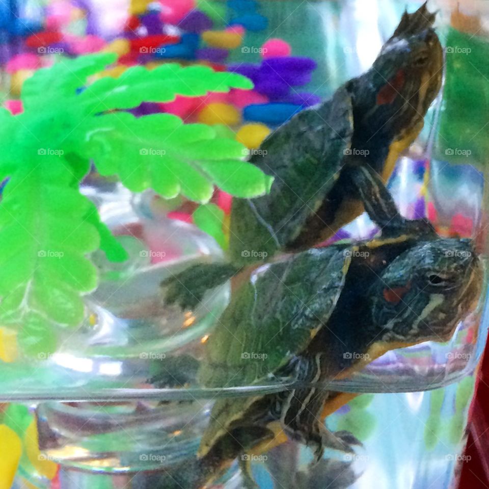 Turtles. Baby turtles 