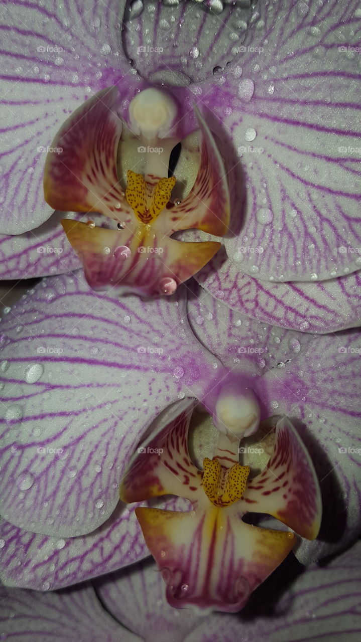 close up 
orchid 
hou
