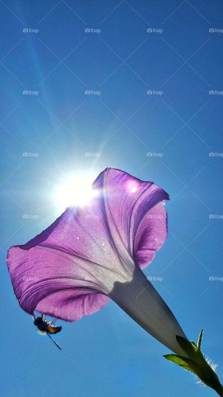 bee flying in air beside flower